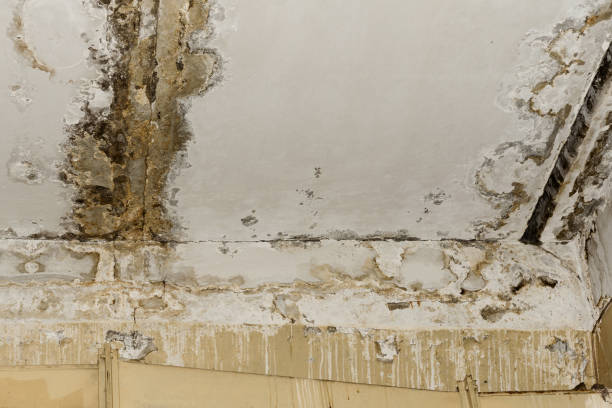 Whittier, CA Mold Inspection, Removal & Remediation Company